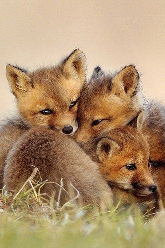 3 Red Fox Babies