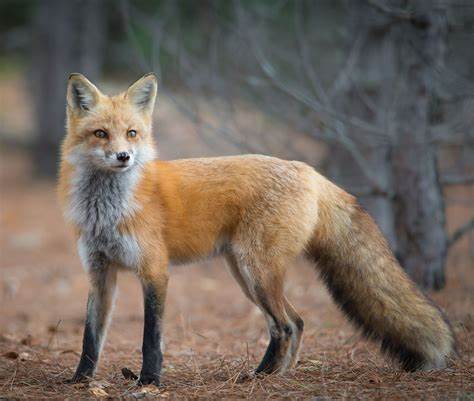 Adult Red fox